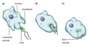 Digestion Process of Amoeba - QS Study