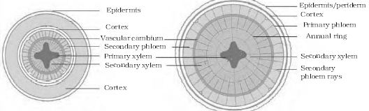 explain-secondary-growth-in-roots-qs-study