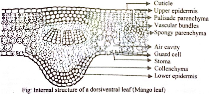 internal-structure-of-dorsiventral-leaf-youtube