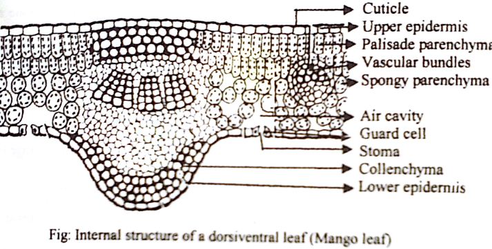 describe-the-anatomical-structure-of-a-dicot-leaf-qs-study