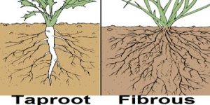 identify the three basic types of root causes