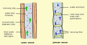 Xylem Function And Formation In Plants - Qs Study