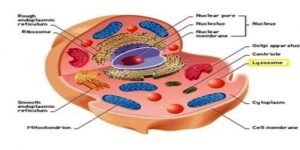 Lysosome: Functions And Structure - Qs Study