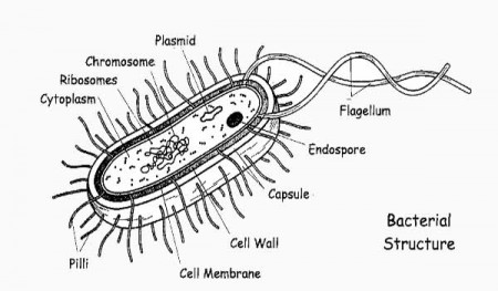 Bacteria