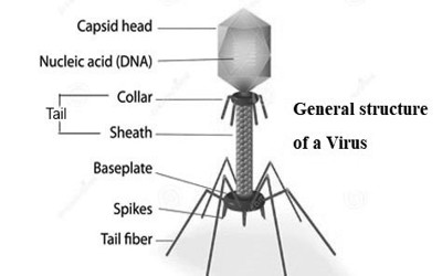 General structure of a virus
