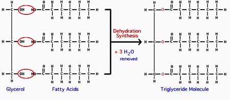 Triglyceride