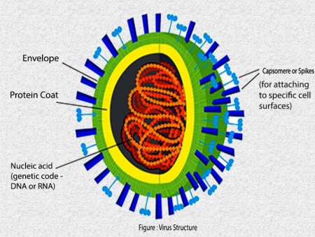 Virus Structure