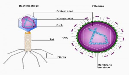 Definition of Virus in Botany