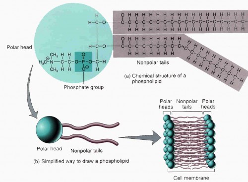 phospholipid