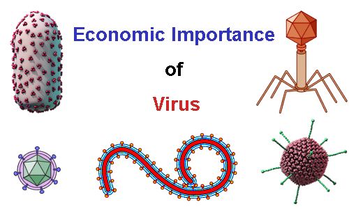 Economic Importance of Virus - QS Study