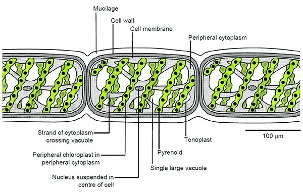 Diagram of Spirogyra