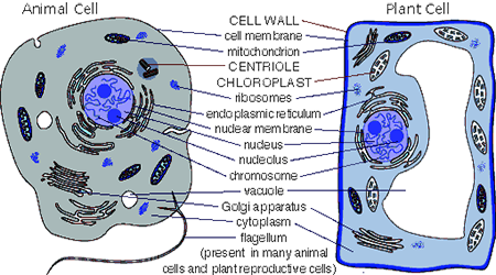 Differences between Plant Cell and Animal Cell