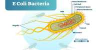 Explain Economic Importance of E Coli Bacteria