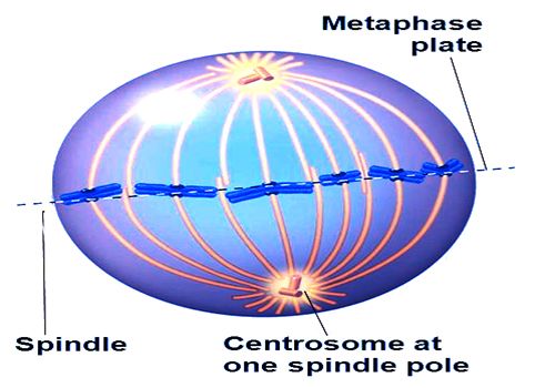 Metaphase