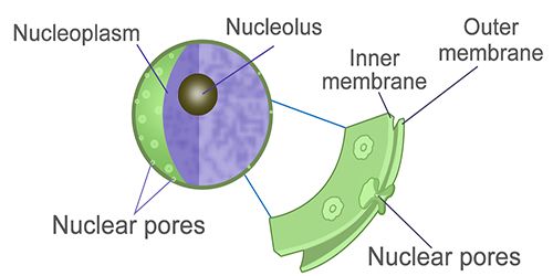 Nuclear Membrane Structure
