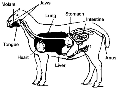 Organ Systems in Animal Body - QS Study