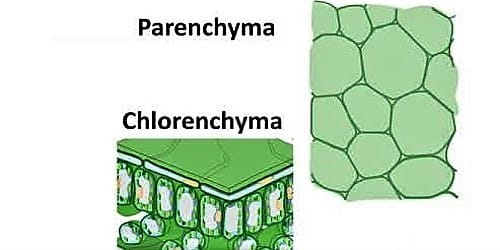 simple tissue in plants