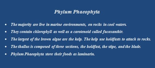 Phylum Phaeophyta 1