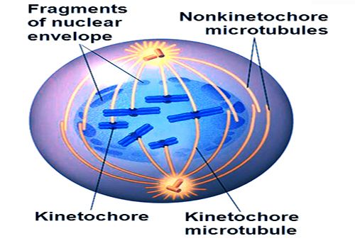 Prometaphase