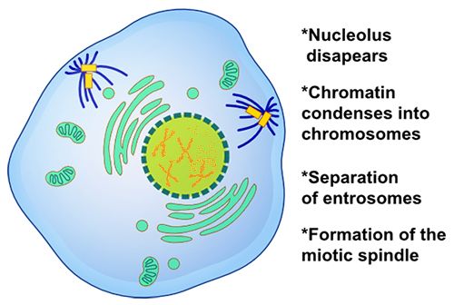 Prophase