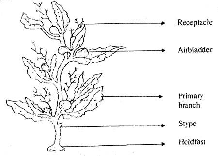 sargassum seaweed diagram