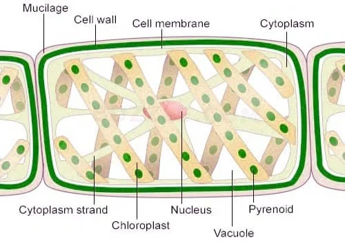 Spirogyra cell parts