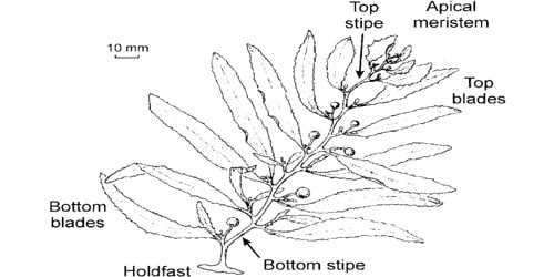 The Structure and Habitat of Sargassum