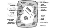 Explain Structure of Typical Cell