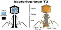 T2 Phage Virus