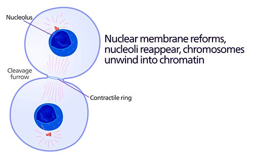 Telophase