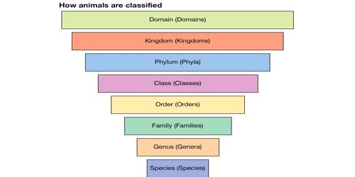 Unit of Classification in Taxa