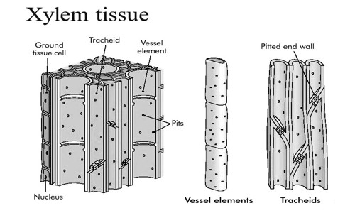 Xylem Tissue