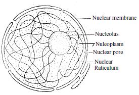 Nuclear Membrane - QS Study