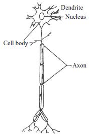 Nerve Tissue - QS Study