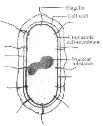 Closteridium Bacteria - QS Study