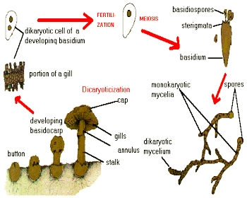 Explain Characteristics of Kingdom Fungi - QS Study