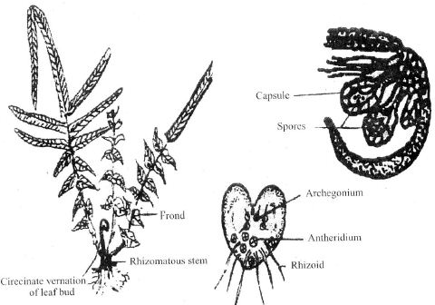 Pteridophyta - QS Study