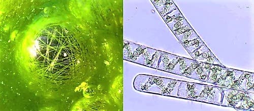 characteristics and habitat of plant spirogyra