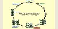 Alternation of Generation with labelled diagram Life Cycle of Spirogyra