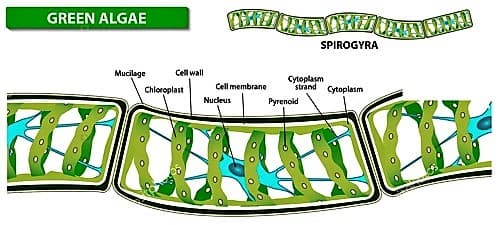 spirogyra 1