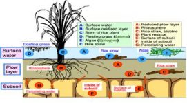 Eco-system of Paddy Field - QS Study