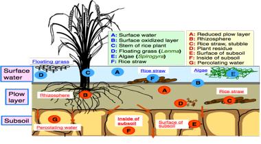 essay about structure of amoeba