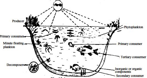 pond-ecosystem-qs-study