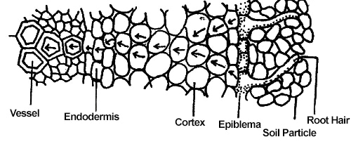 Absorption of Water by the Plant