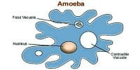 Respiration Process of Amoeba