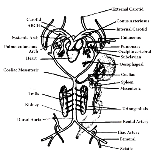 Arterial System of Toad - QS Study