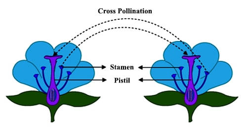 Significance of Cross-pollination