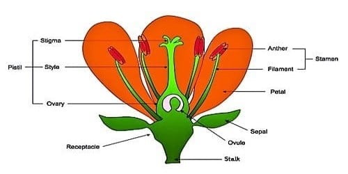 Different Parts of a Flower