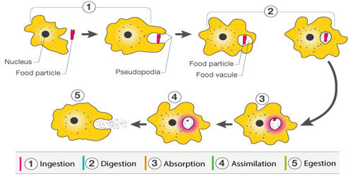Digestion Process of Amoeba 1