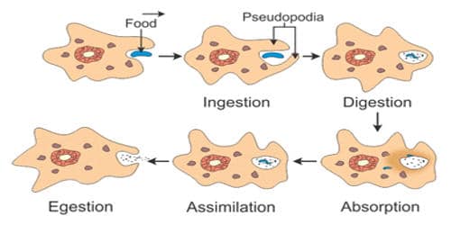 Digestion Process of Amoeba